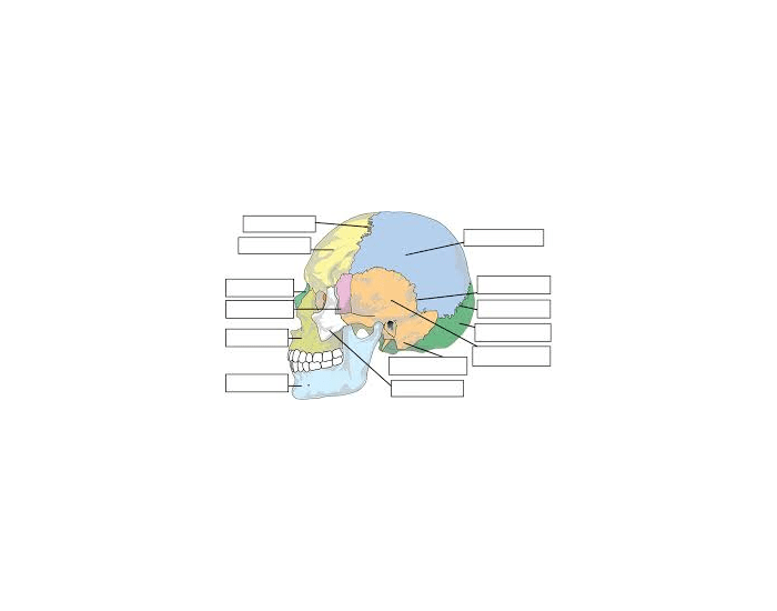 Skull Diagram Quiz