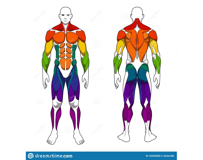 Muscle Graph Muscle diagram anatomy — Printable Worksheet
