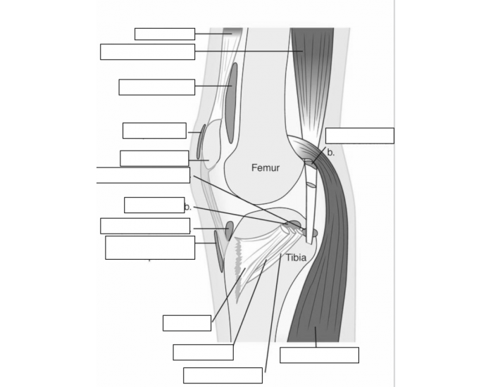 Unlabeled Knee: Image 2 Quiz