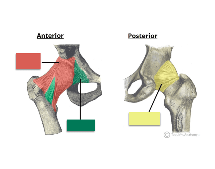 Bones & Ligaments Quiz Biology Diagrams