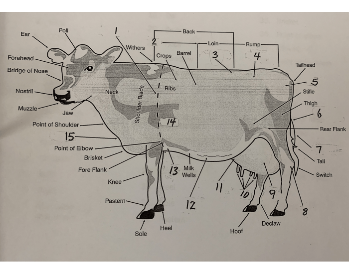 Cow Taphonomy Cow Anatomy Game Cow | Description, Heifer, & Facts | Britannica