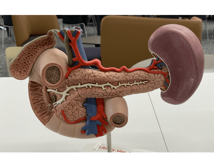 Pancreas and Spleen MODEL (ducts) Quiz