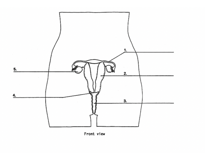 Female Reproductive System Quiz