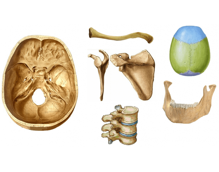 Crânio - Ossos e acidentes ósseos Quiz