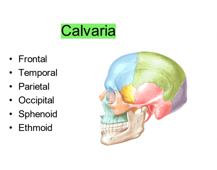 Calvariae Calvaria Quiz