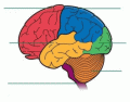 Brain lobes and it's functions- Human physiology