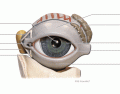 Accessory Eye Structures