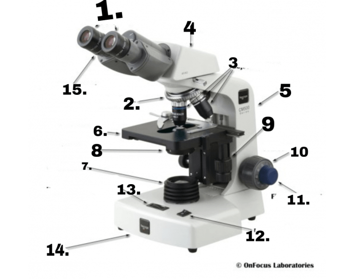 Parts of Compound Microscope — Printable Worksheet