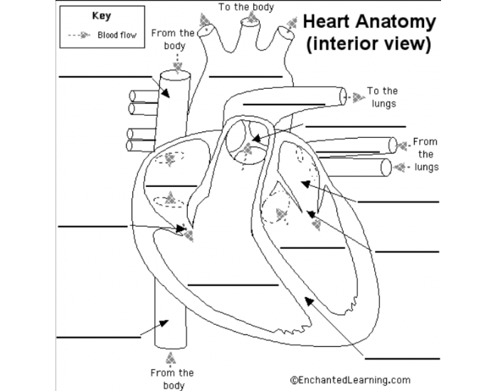 Labeling Heart Anatomy Quiz Labeling Heart Anatomy Quiz