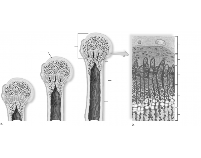 MBG - H12 - How do bones lengthen? Quiz