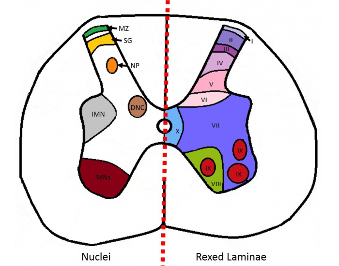 Rexed Rexed Lamina and Nuclei Functions Quiz