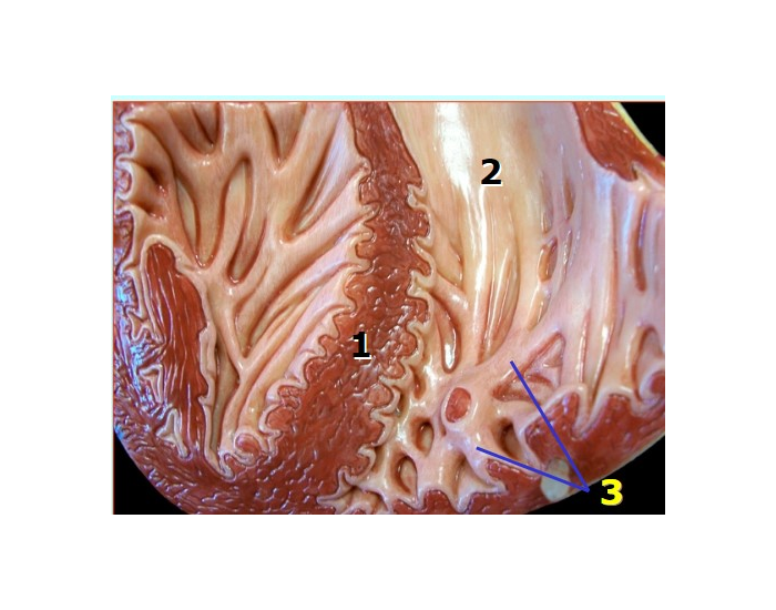 Heart Ventricles: Trabeculae Carnae Quiz