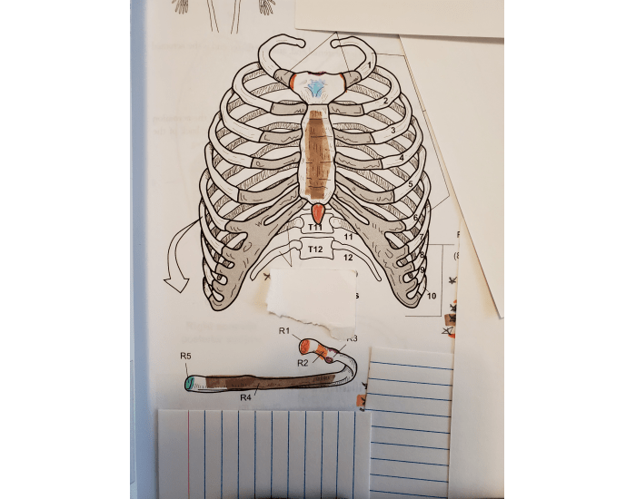 Rib and sternum — Printable Worksheet