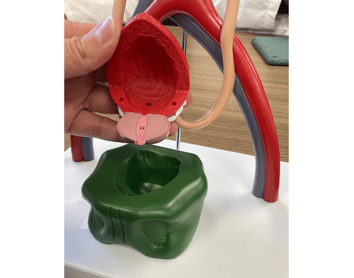 urinary system MODEL (BLADDER) Quiz