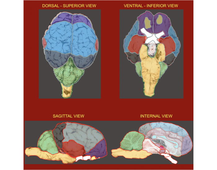 sheep brain sagittal view