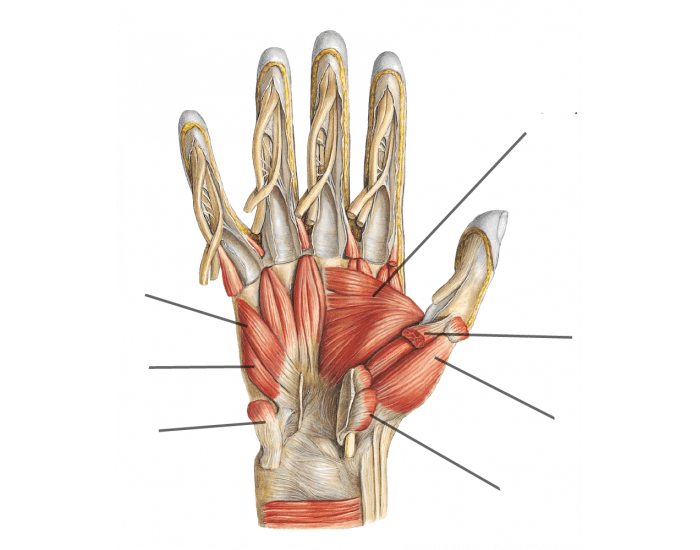 Tenar Hand Intrinsic muscles of the hand |Thenar & hypothenar — Printable Worksheet