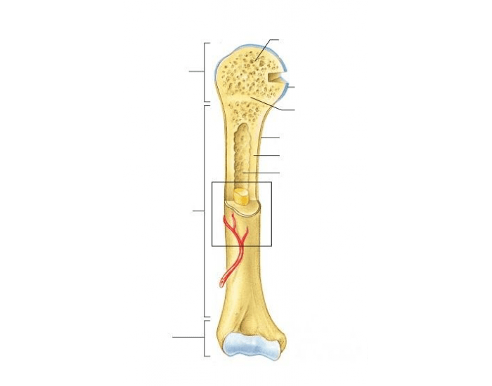 Labling Long Bone Label Long Bone Quiz