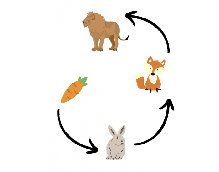 Lion Food Chain Quiz