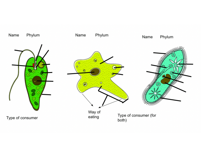 Protist Diagrammen Label What Are Protists? Answered Twinkl