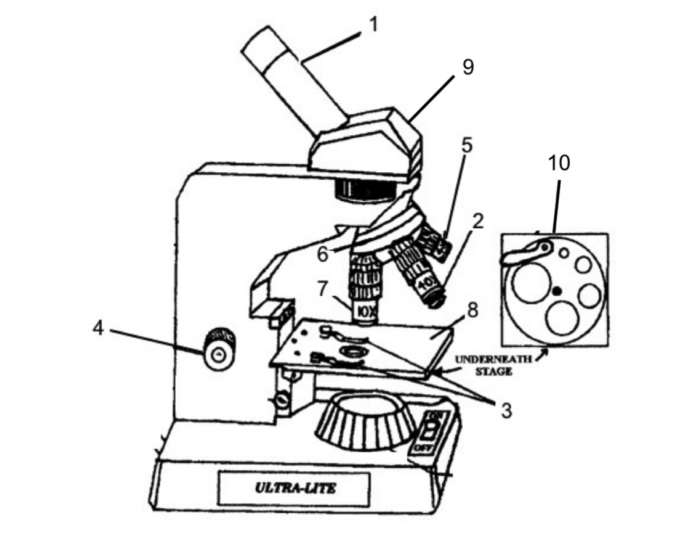Tissue Microscope Drawing.pdf Bio microscope diagram — Printable Worksheet