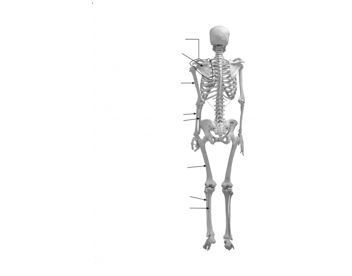 Appendicular Skeleton 2 Printable Worksheet