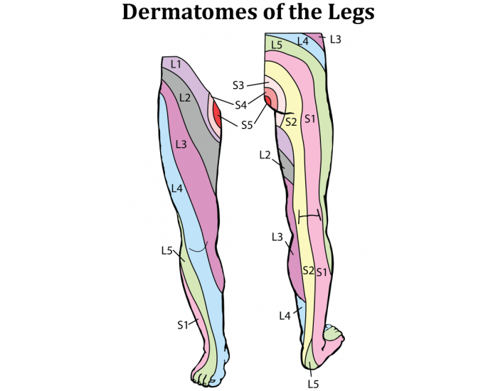 Dermatomes of the Legs — Printable Worksheet