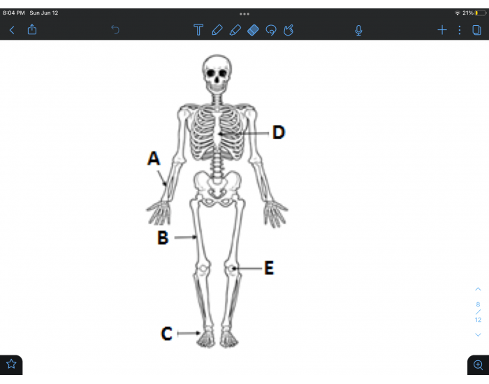 Skeleton Quiz