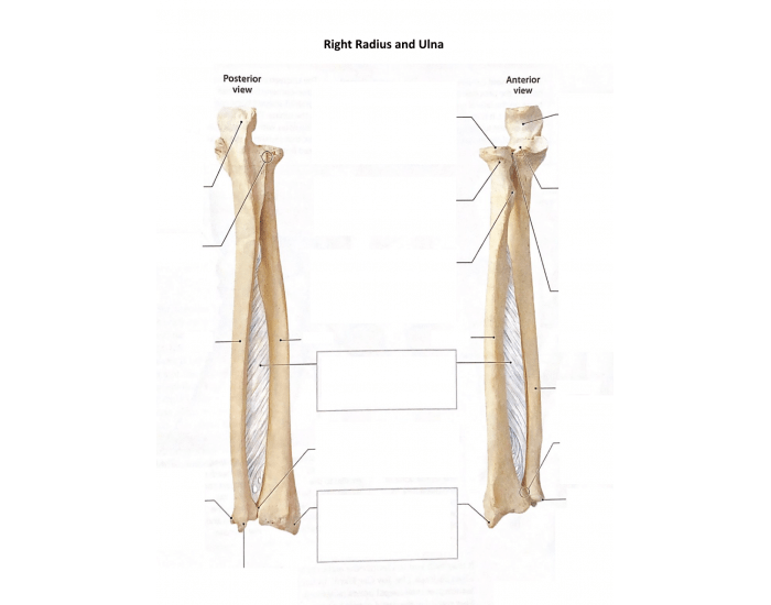 Bony Landmarks Of Ulna And Radius