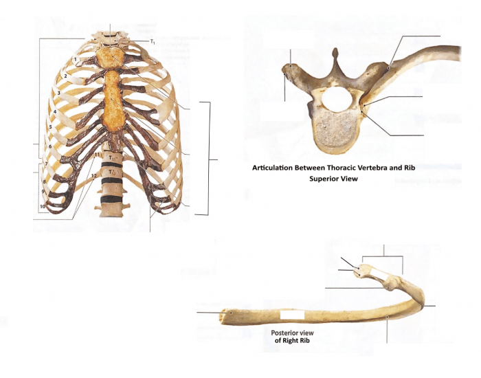 Typical Rib Landmarks Bony Landmarks Ribs Quiz