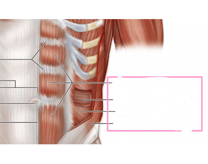 Abdominal Muscles Quiz