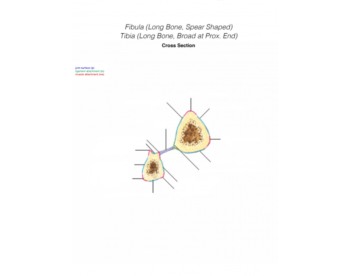 Cross section Tibia Fibula — Printable Worksheet