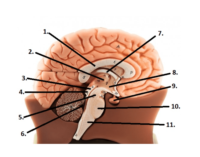 human brain midsaggital view Quiz