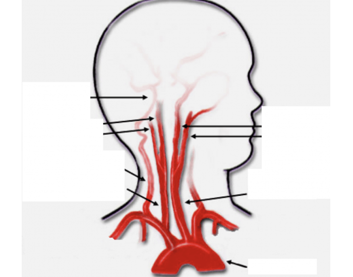 Carotid Arteries Quiz