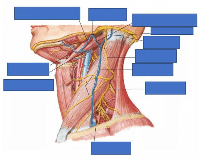 Lateral View of SCM Relationships Quiz