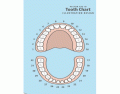 Tooth Numbering Quiz