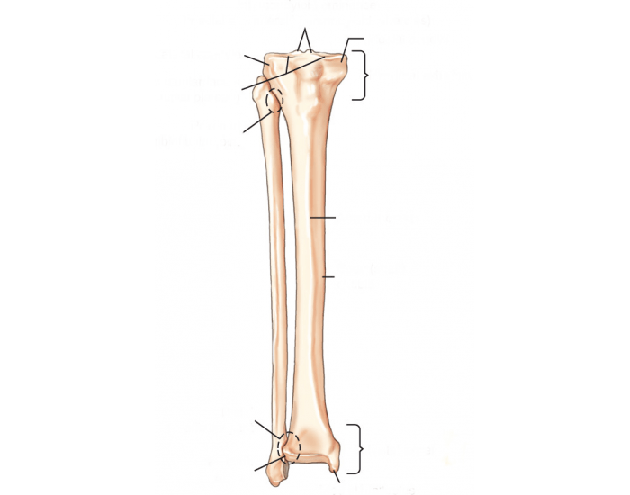 Lower leg tib & fib Quiz