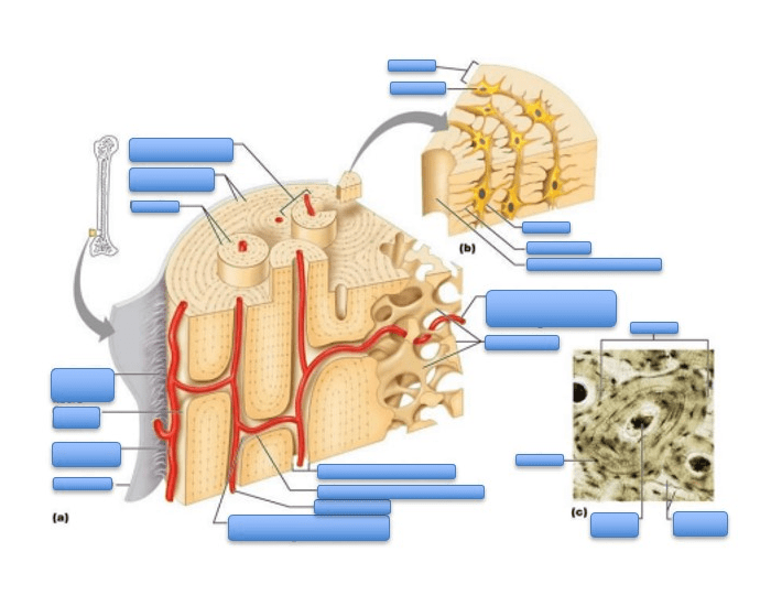Bone anatomy Quiz