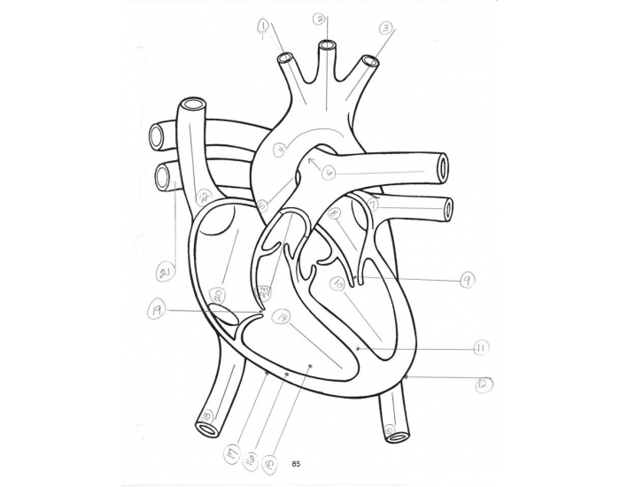 heart labeling lab practical Quiz
