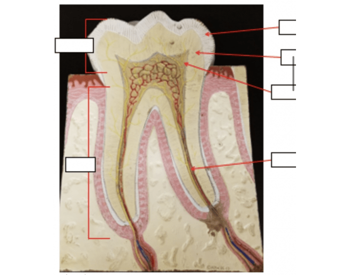 Tooth Anatomy Labeling Quiz Biology Diagrams