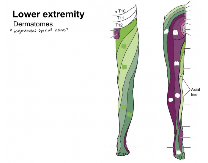 Dermatomes of the lower extremity Quiz