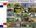 Animals of Panama | Quiz