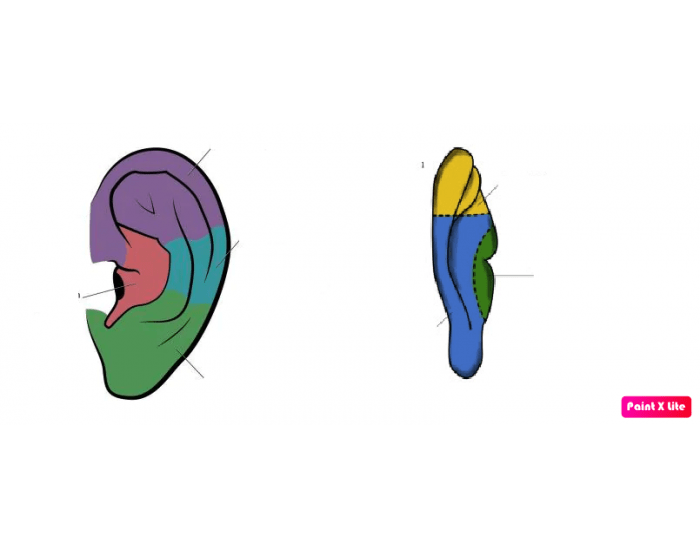 Innervation of the pinna Quiz