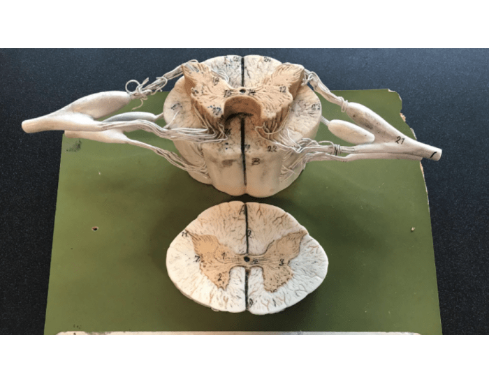 origin-of-nerves-in-the-spinal-cord-printable-worksheet