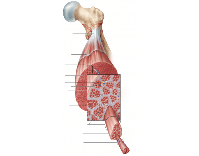 Muscle connective tissue Quiz