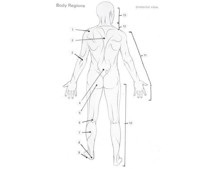 Posterior View Body Regions Quiz Biology Diagrams