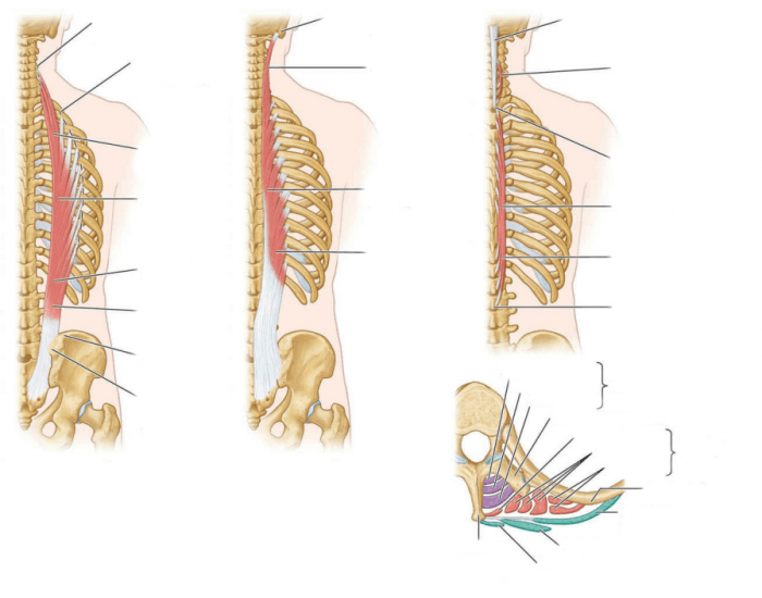 intermediate layers of intrinsic back muscles 2.0 — Printable Worksheet