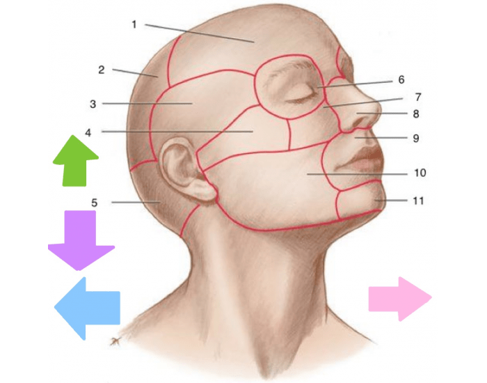 The Regions Of The Head Quiz The regions of the head quiz