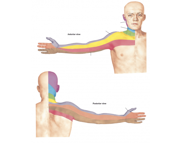 Dermatomes Of The Upper Limb Printable Worksheet