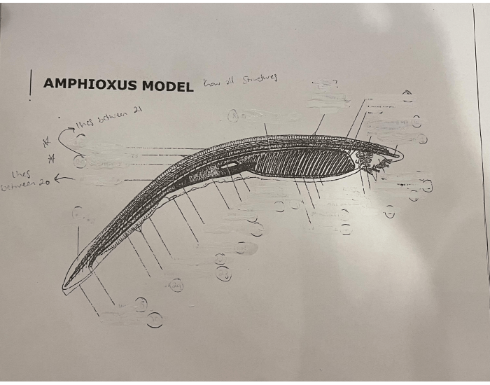Amphioxus Examples Amphioxus Model Diagram Quiz