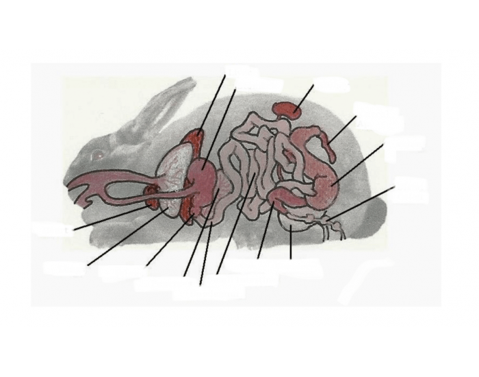 Rabbit digestive anatomy Quiz